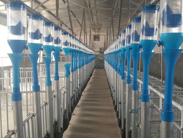 cerdo feedingline 0 (001) .jpg