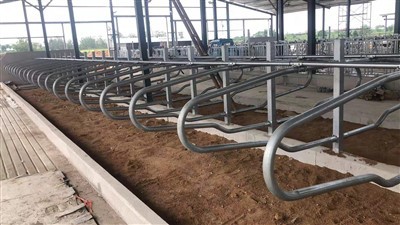 Cubículo de puesto libre de vacas para la granja de Canadá
